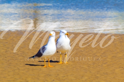 16022020-4_5929463408830187229